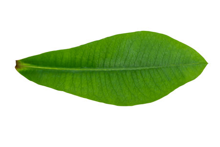 Green leaf of tree like banana leaf but it is smaller than and beautiful shapeの写真素材