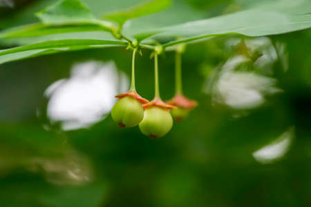 Star gooseberry (Sauropus androgynus (L.) Merr.), 6 green grains hanging from branches at an angle of 45 degrees from left to right, blurred green background.の写真素材