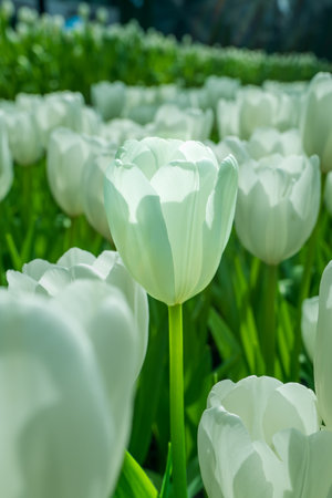 The beautiful tulips blooming in the parkの写真素材
