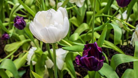 Large white tulips blossom, as do purple tulips nearby.の写真素材