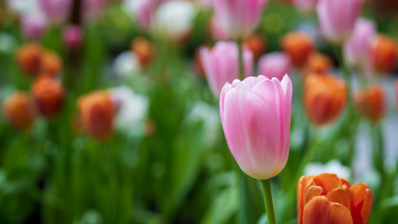 The close-up photos of pink tulips are very beautiful. In one transformation, it is planted among tulips of various colors.の写真素材