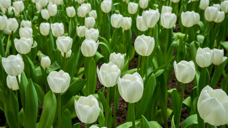 Close-up of a field of ivory tulip blooms, some fully opened, some still in green buds, with brilliant green foliage.の写真素材