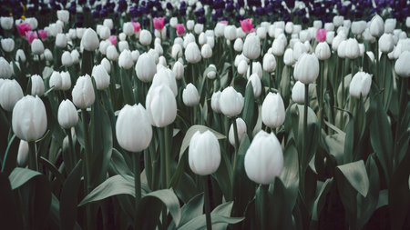 A vast field of white tulips in a spring garden, with hints of pink and purple adding subtle color. The moody filter enhances depth and elegance, making it perfect for nature concepts.の写真素材