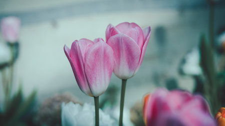 Elegant close-up of two pink tulips standing tall in a spring garden with a soft, moody filter, emphasizing romance, harmony, and deep beauty. The shallow depth of field highlights .の写真素材