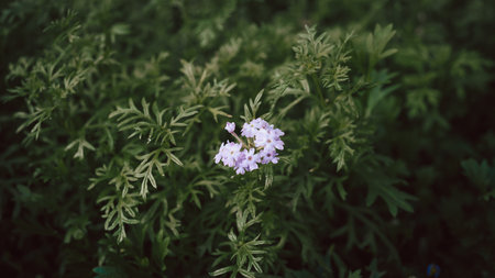 A moody floral contrast featuring vibrant red tulips against dark green leaves and a delicate purple flower cluster on lush foliage. This close-up set emphasizes beauty, growth.の写真素材
