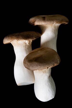 group of mushrooms Pleurotus eryngii on black backgroundの写真素材