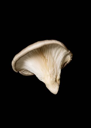 Pleurotus ostreatus mushroom on black backgroundの写真素材