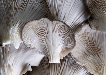 Detail of group of mushrooms pleurotus ostreatus.の写真素材