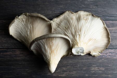 group of mushrooms Pleurotus ostreatus on black background.の写真素材