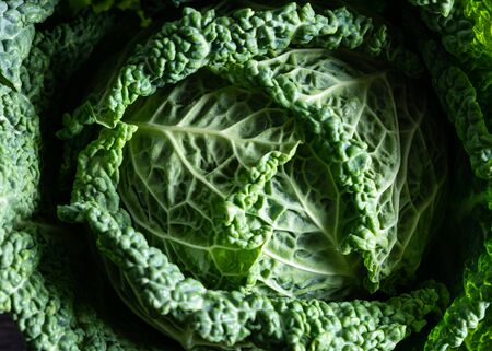 leaf view of savoy cabbageの写真素材