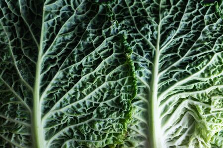 close-up detail of savoy cabbage leavesの写真素材