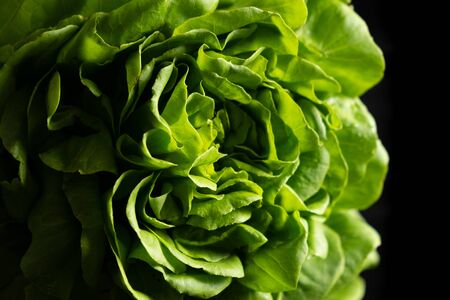 Trocadero lettuce detail on black backgroundの写真素材