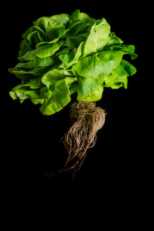 Fresh trocadero lettuce with its roots on black backgroundの写真素材