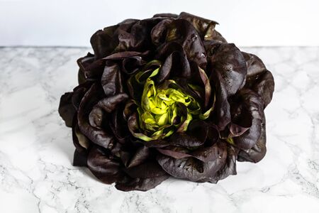 Fresh oak lettuce on marble backgroundの写真素材