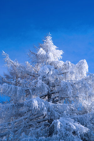 Fur-tree in a snow on a background of the blue sky