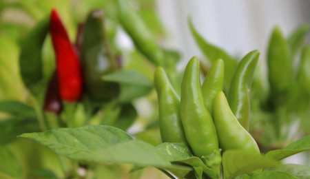 Spicy and colorful chillies in the vegetable garden in summer