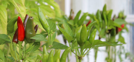 Spicy and colorful chillies in the vegetable garden in summer