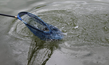 Catch a fish in the pond