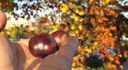 Collect chestnuts in the countryside in autumnの写真素材