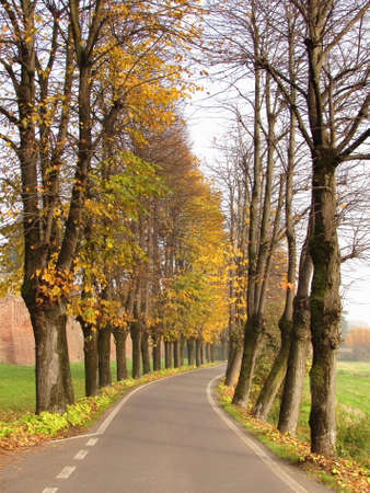 Tree lined avenue in autumn on a sunny dayの写真素材