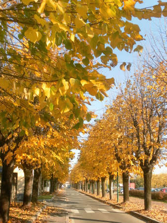 Tree lined avenue in autumn on a sunny dayの写真素材