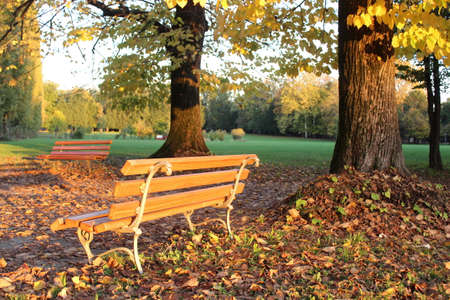 Empty bench in the park in autumnの写真素材