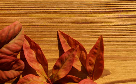 Red autumn leaves on wooden tableの写真素材