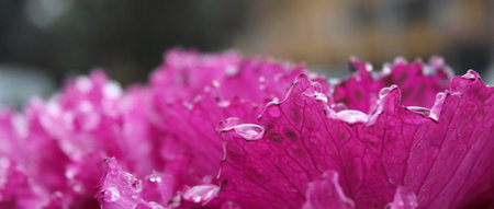 Purple flower in the rain on a winter dayの写真素材