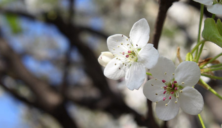 White peach blossoms in spring