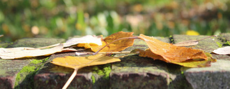 Dead leaves in the fall season