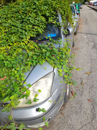 Stolen and abandoned car covered in ivyの写真素材