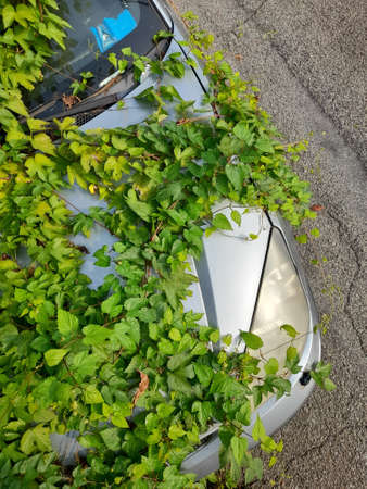 Stolen and abandoned car covered in ivyの写真素材