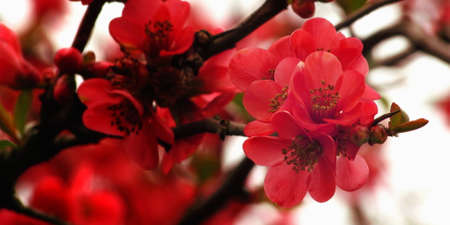 Out they bloom, spring is comingの写真素材