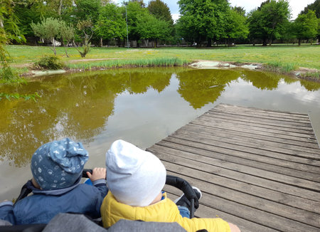 Twins in the stroller together forever near a pond in the parkの写真素材