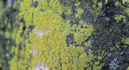 Green moss on the trunk of the tree facing northの写真素材