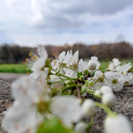 White peach blossoms in spring