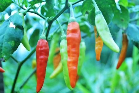 Red Green Chiliの写真素材