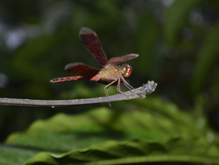Dragonfly in the Trunkの写真素材