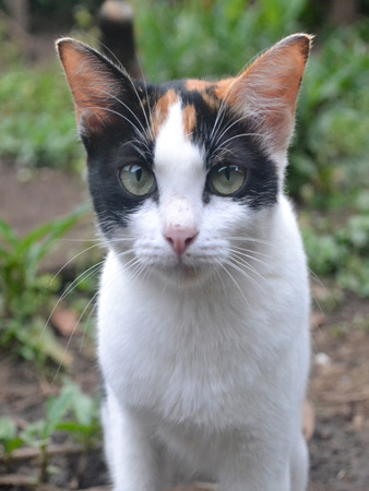 Male Catの写真素材