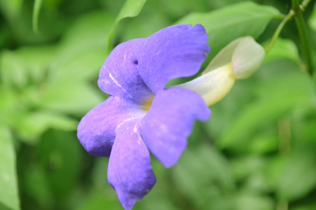 Purple Flowerの写真素材