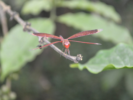 Fire Dragonfly の写真素材