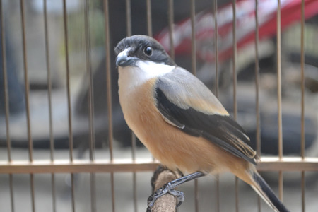 bird in a cageの写真素材