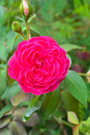 Pink Roseの写真素材