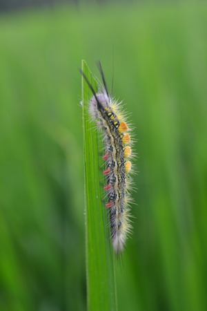 Caterpillar In trees riceの写真素材