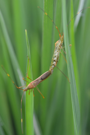 Grasshopper trees riceの写真素材