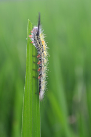 Caterpillar In trees riceの写真素材