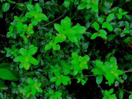 Wildflowers growing outdoors with blue front