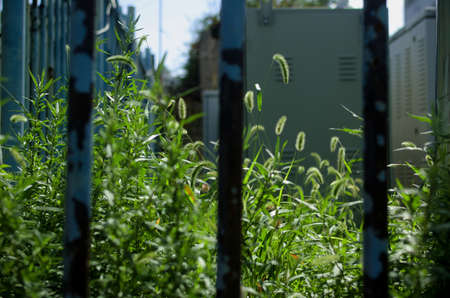The inside and rings of a tree cut with a sawの写真素材