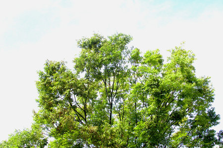 Trees that add more greenness by receiving the blue sky and warm sunlight in autumn