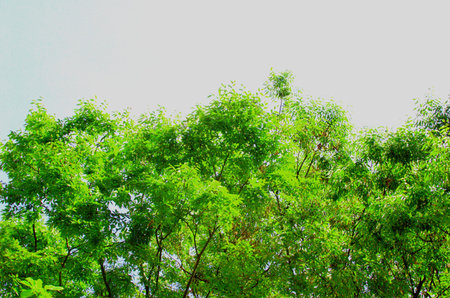 Trees that emit reddish foliage in the autumn blue sky and warm sunlight